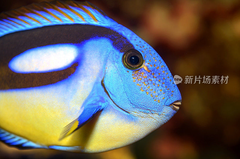 Paracanthurus hepatus